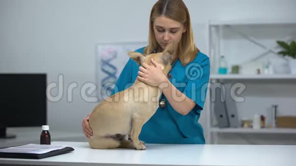 好心的兽医医生在动物诊所检查时抚摸滑稽的狗有爱心的人员视频的预览图