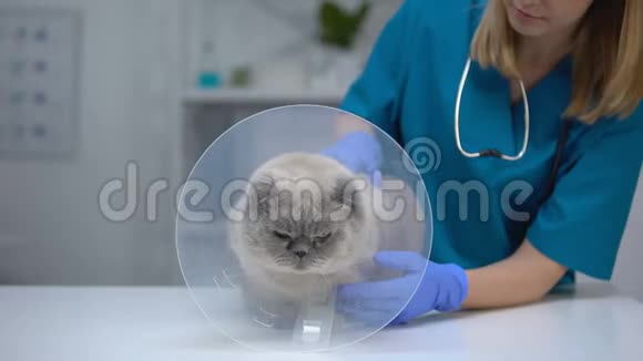 女兽医用锥圈抚摸压力猫手术后恢复视频的预览图