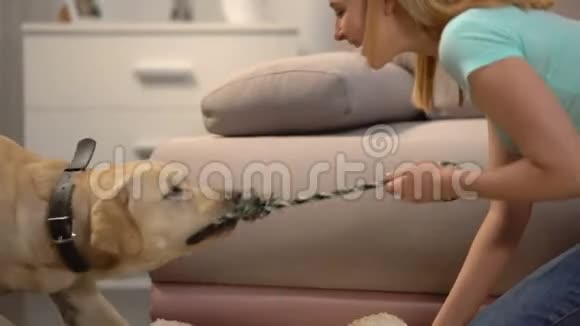 微笑女性玩有趣的拉布拉多猎犬定性宠物玩具视频的预览图
