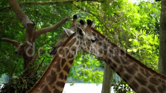 萨凡纳的两只长颈鹿视频的预览图