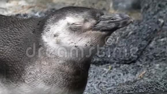 小企鹅休息睁开眼睛闭上眼睛视频的预览图