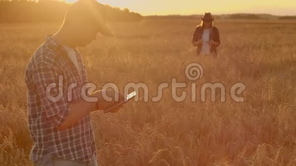 两个农民男人和女人站在麦田里看着平板电脑他们正在检查公司视频的预览图