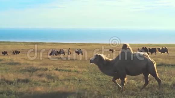 骆驼俄罗斯一个保护区内草原上的双峰骆驼群视频的预览图