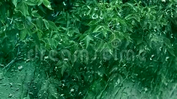 雨天湿窗水滴绿叶视频的预览图