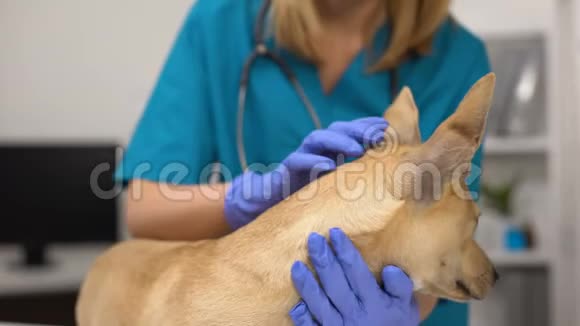 女兽医检查狗耳朵卫生程序疾病预防视频的预览图