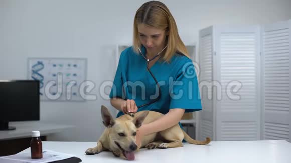 有经验的兽医用听诊器检查狗的健康宠物体检视频的预览图