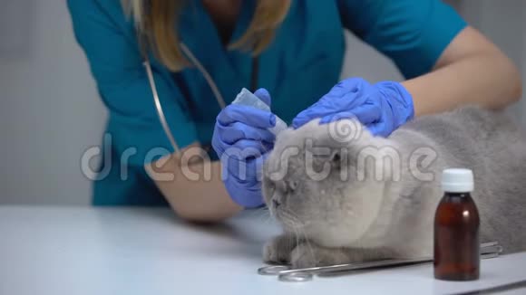 用抗生素滴耳液治疗猫螨预防感染视频的预览图