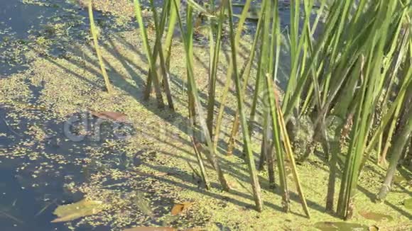 河上长满了绿色植物的沼泽藻视频的预览图