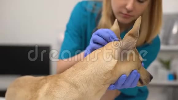 友好的女兽医检查狗耳朵完成宠物体检视频的预览图