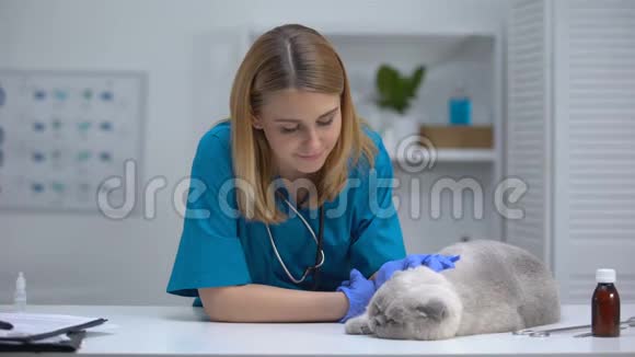 友好的兽医抚摸猫相机微笑专业和关心宠物医生视频的预览图