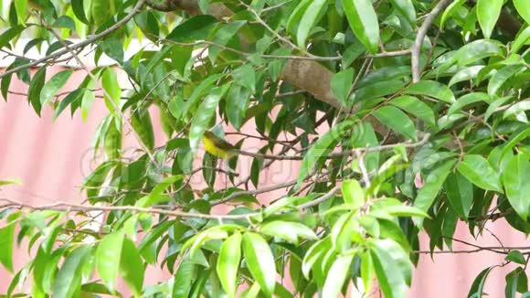 橄榄背太阳鸟在树枝上跳跃视频的预览图