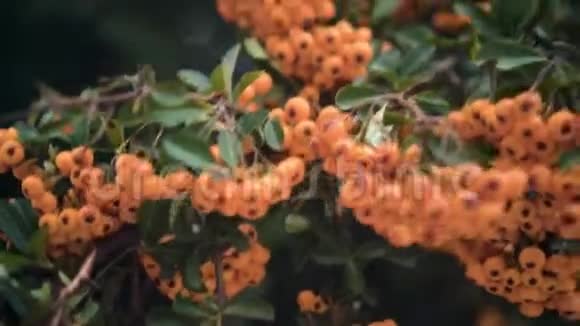 罗文浆果一棵树上的罗文浆果一丛丛橘黄色的在树枝上视频的预览图