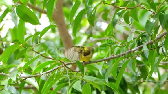 橄榄背太阳鸟检查它的翅膀和预先羽毛在树枝上视频的预览图