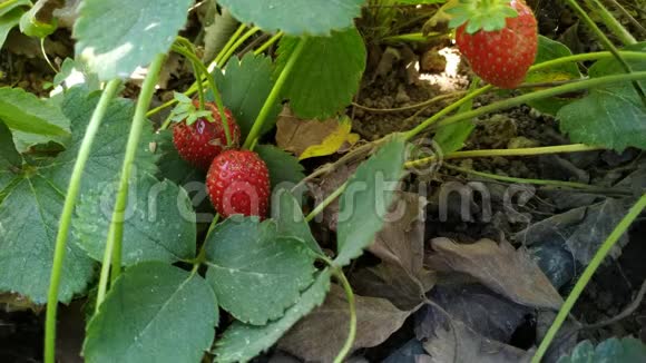 红色生长的草莓接近农夫收获成熟的浆果视频的预览图