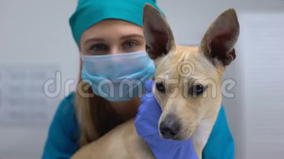 带手套和口罩的宠物医生拥抱好奇的病犬治疗感染护理视频的预览图