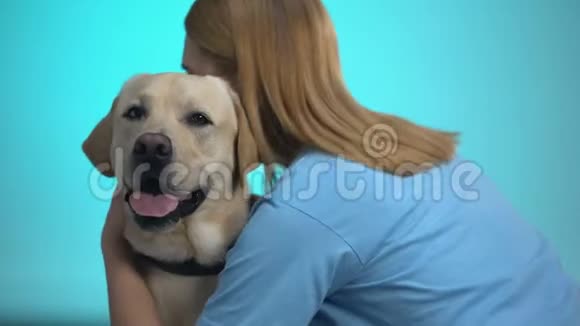 可爱的狗主人抚摸和拥抱可爱的拉布拉多宠物爱动物视频的预览图
