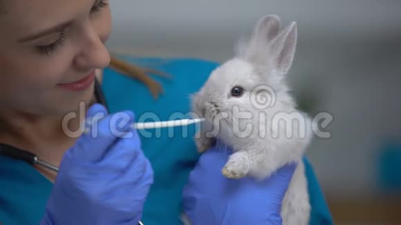 静脉给兔用移液管抗生素或驱虫药物视频的预览图