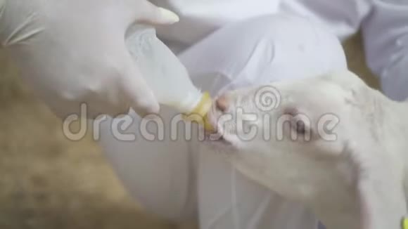 农夫用装满牛奶的瓶子喂小山羊村健康天然食品快乐的宠物视频的预览图