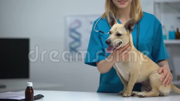 专业女兽医抚摸小狗动物诊所检查视频的预览图