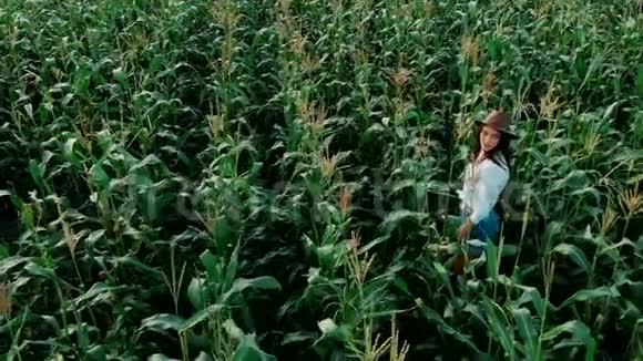戴着帽子的年轻农民女孩在玉米地上在阳光下穿过高大的玉米秸秆无人机射击现代农业视频的预览图