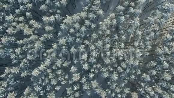 冬季云杉和松林的高空俯视天桥拍摄石灰冰和霜覆盖树木令人惊叹的冬天视频的预览图