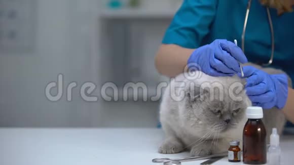 清洗猫耳防止感染治疗螨虫卫生程序视频的预览图