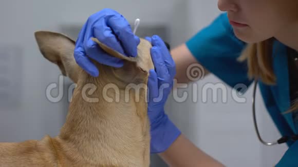 专业兽医专家用棉签清洁狗耳朵卫生程序视频的预览图
