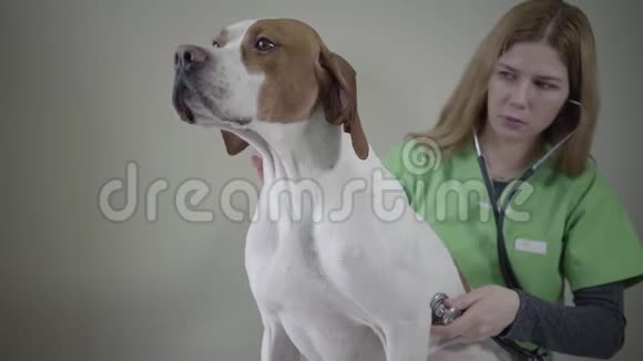 年轻的女兽医医生穿着绿色制服用听诊器检查有棕色斑点的大白狗动物视频的预览图