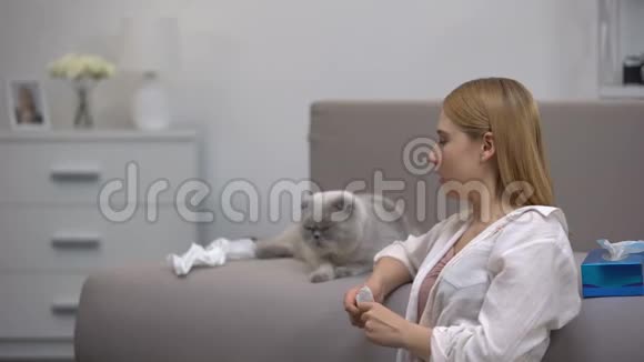 女人因猫过敏打喷嚏苏格兰褶皱坐在沙发上抗组胺药视频的预览图