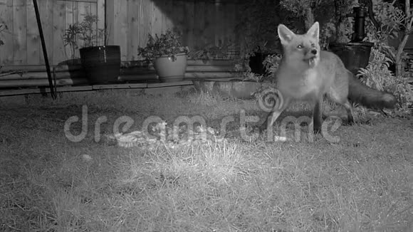 狐狸在晚上用红外线相机喂食视频的预览图