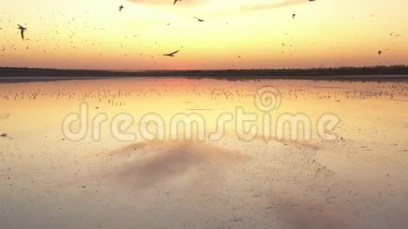海鸥在夜空的背景下飞过水面视频的预览图