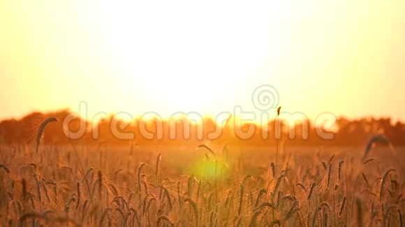 麦田里美丽的金色景观太阳阳光穿过成熟小麦的茎农业这就是视频的预览图