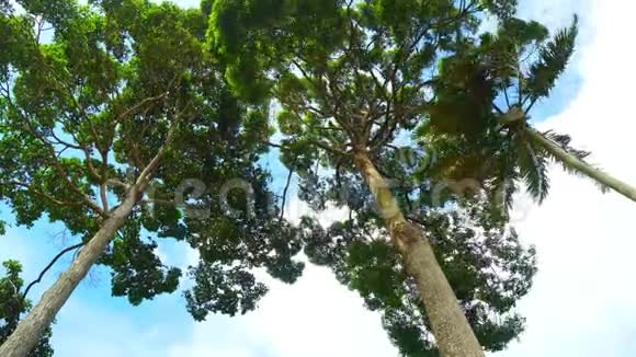 天蓝蓝的天空背景下大树树枝从高风吹过视频的预览图