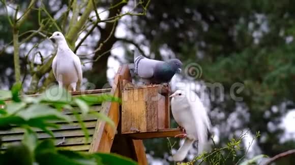 野鸽子在松鼠喂食盒里为花生打架视频的预览图