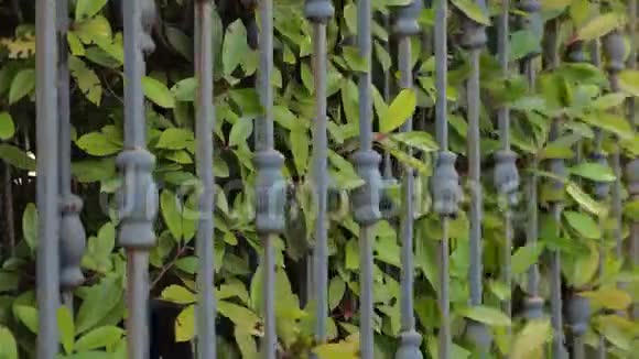 私宅安全保障属地背景关闭大门绿叶树篱生长接近视频的预览图