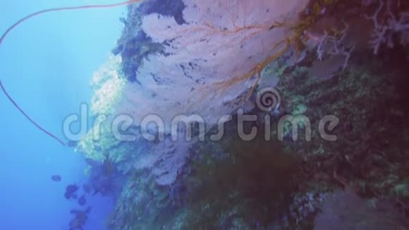 红海的扇子长在墙上视频的预览图