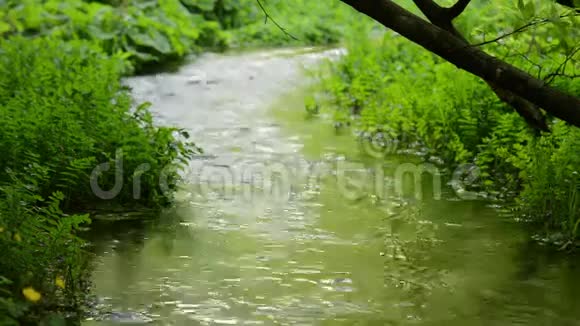 溪水绿草甸视频的预览图
