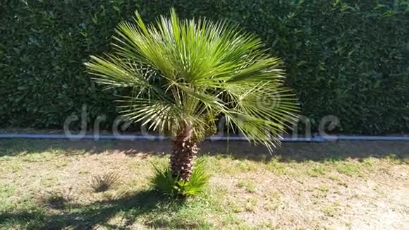 小棕榈树在花园的室外镜头视频的预览图
