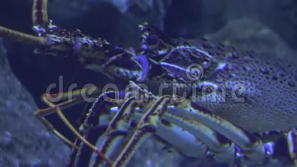 一个丑陋的甲壳类海底视频的预览图