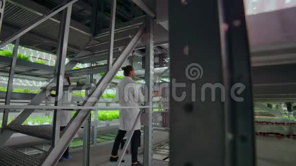 科学家和农民组成了一个团队利用现代技术在人工环境中创造洁净的植物视频的预览图