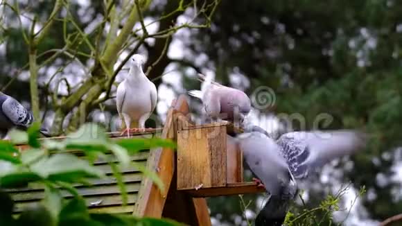 野鸽子在松鼠喂食盒里为花生打架视频的预览图