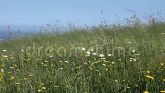 草地上的雏菊和其他花视频的预览图