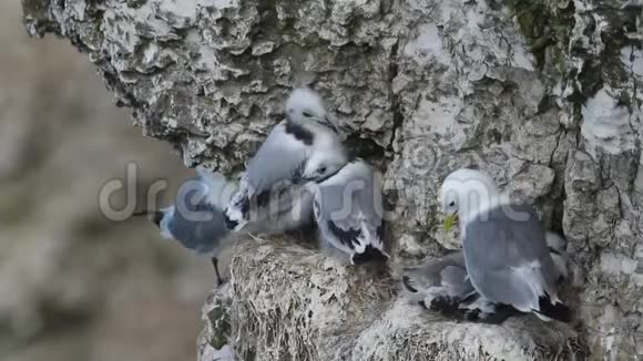 在英国一群筑巢的基迪威克里萨特里达基拉成虫和雏鸡坐在巢上悬崖上的悬崖上视频的预览图