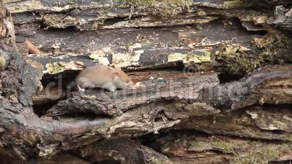 一个狂野可爱的银行田鼠进出它的洞觅食当一个罗宾追逐它以便它可以喂食视频的预览图