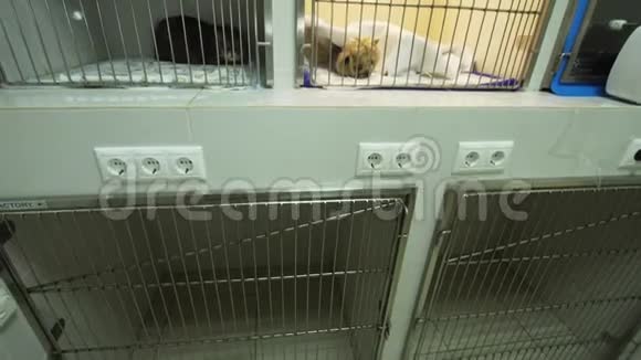 手术后狗和猫被关在笼子里视频的预览图