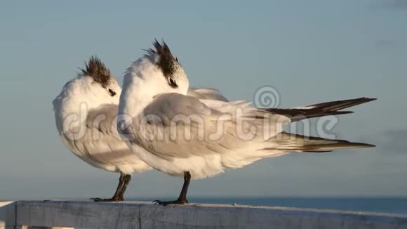 休息燕鸥皇家燕鸥科学名称ThalasseusmaximusSternamaxima自然栖息地古巴视频的预览图