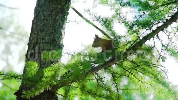 春天在树枝上的松鼠视频的预览图