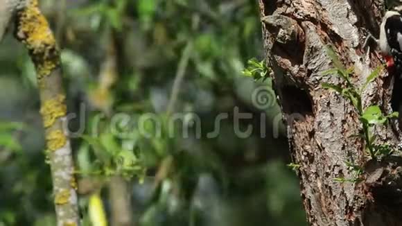一只雄性的大斑点啄木鸟主要是松柏栖息在柳树的巢洞边缘喂养他的婴儿视频的预览图
