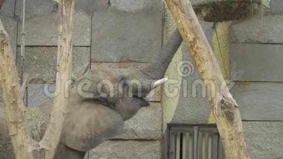 动物园里的小象吃一根多汁的绿色树枝视频的预览图