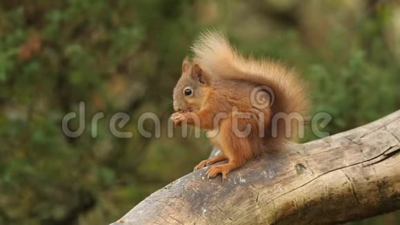 一只年轻的红松鼠在苏格兰高地觅食坐在树上的树枝上视频的预览图